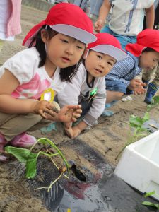 ✿さつまいも苗植え✿