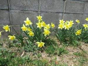 園庭あそび（ひまわり組）