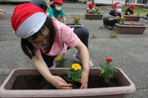 花の苗と野菜の苗を植えたよ